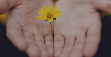 Image showing a flower in middle of the two palms open up